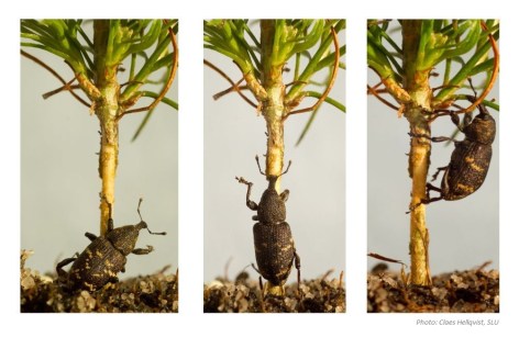 På snytbagge.se finns fantastiska bilder på snytbaggen, alla (?) tagna vid SLU som ska ha all heder och ära för dem.