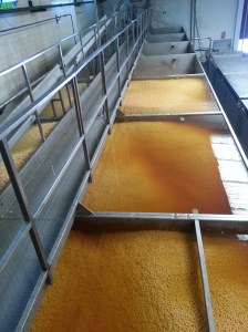 Bönorna ligger i blöt i ett dygn, precis som vanligt