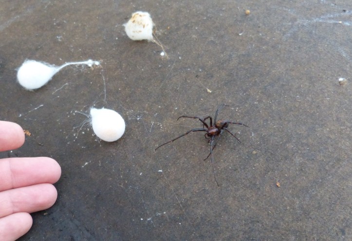 Antar att bomullstussarna är dess äggnystan. Eller nåt.