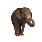 Elefant